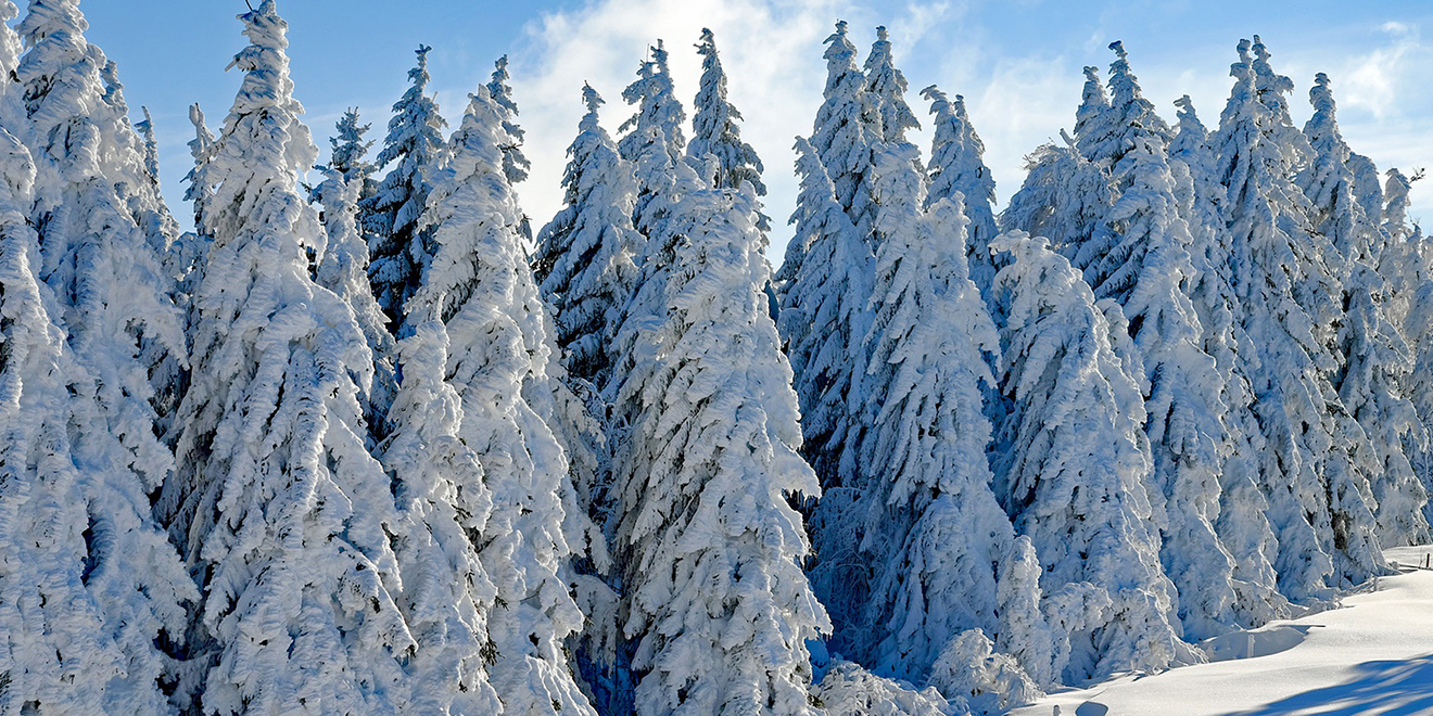 Weihnachtsbaum, Tradition der Weihnachtsbäume, Christbaum, Tannenbaum, Baumschmuck, Christbaumkugeln, Weihnachtsschmuck, Lametta, Lichterkette, Weihnachten, Brauch der Weihnachtsbäume, Christbaum schmücken