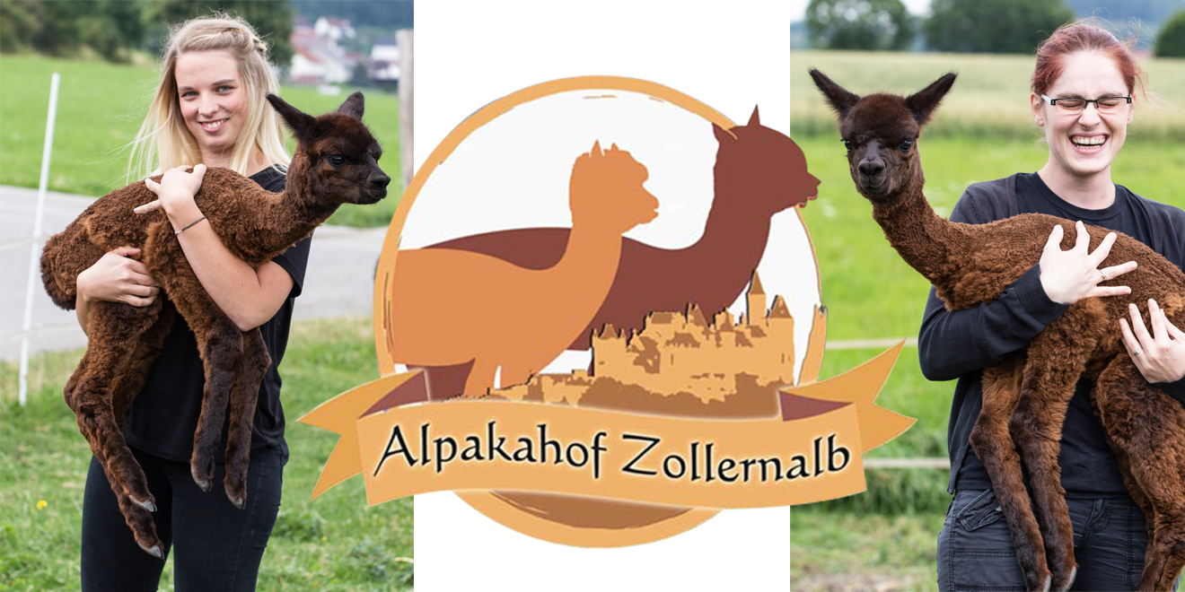 Alpaka. Alpakahof Zollernalb, Alpaka Zucht, Alpakas, Alpaka Wolle, Cria, Alpaka Baby, Fohlen, Alpaka Fohlen