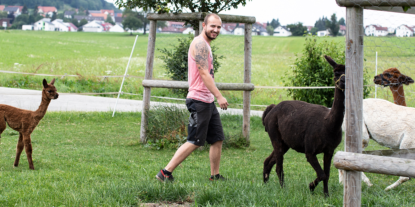 Alpaka. Alpakahof Zollernalb, Alpaka Zucht, Alpakas, Alpaka Wolle, Cria, Alpaka Baby, Fohlen, Alpaka Fohlen