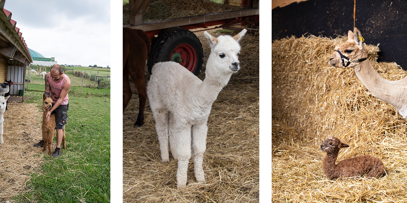Alpaka. Alpakahof Zollernalb, Alpaka Zucht, Alpakas, Alpaka Wolle, Cria, Alpaka Baby, Fohlen, Alpaka Fohlen