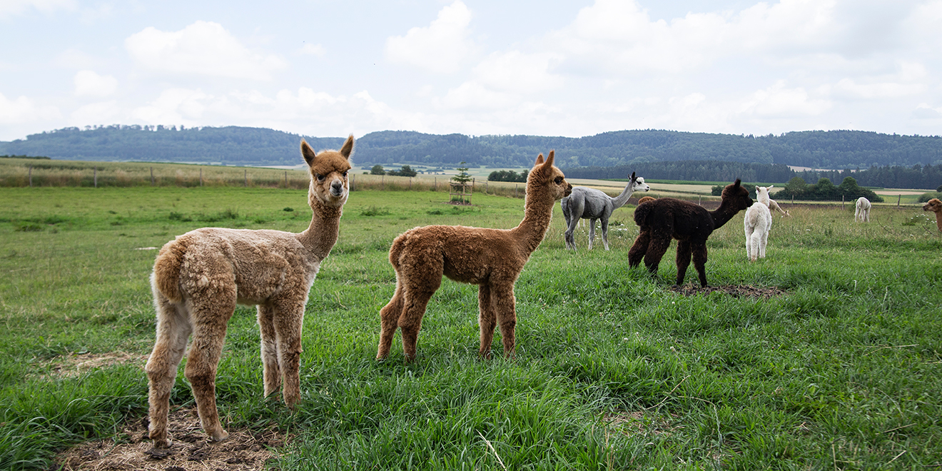 Alpaka. Alpakahof Zollernalb, Alpaka Zucht, Alpakas, Alpaka Wolle, Cria, Alpaka Baby, Fohlen, Alpaka Fohlen