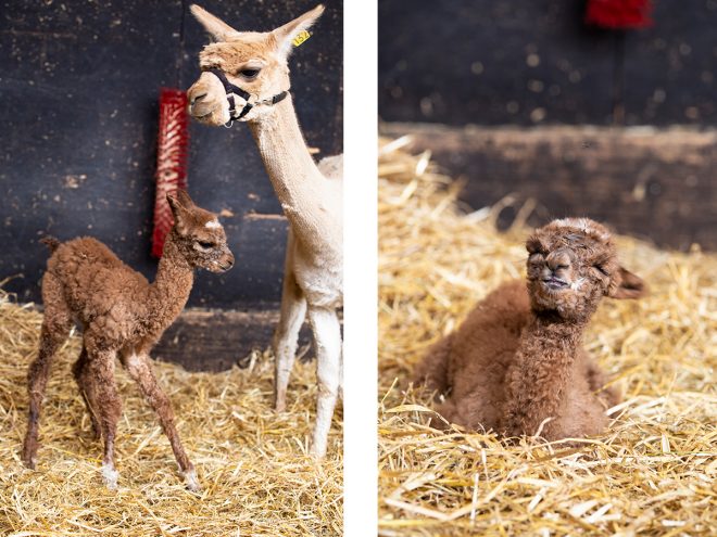Alpaka. Alpakahof Zollernalb, Alpaka Zucht, Alpakas, Alpaka Wolle, Cria, Alpaka Baby, Fohlen, Alpaka Fohlen