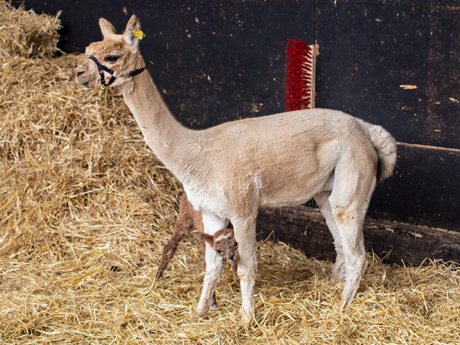 Alpaka. Alpakahof Zollernalb, Alpaka Zucht, Alpakas, Alpaka Wolle, Cria, Alpaka Baby, Fohlen, Alpaka Fohlen