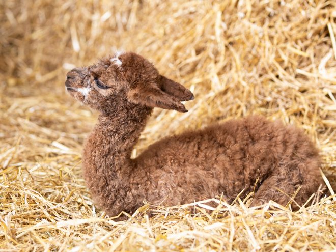 Alpaka. Alpakahof Zollernalb, Alpaka Zucht, Alpakas, Alpaka Wolle, Cria, Alpaka Baby, Fohlen, Alpaka Fohlen