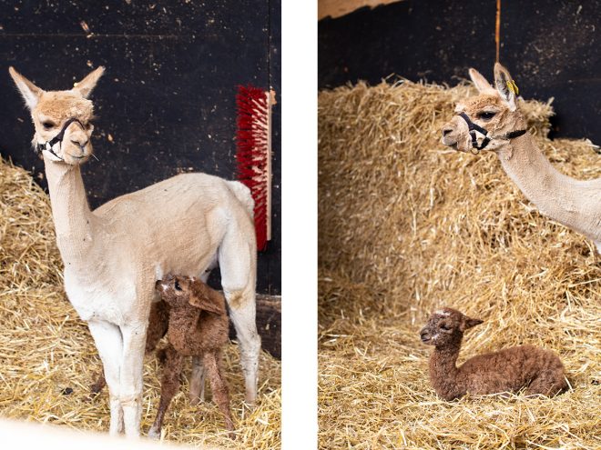 Alpaka. Alpakahof Zollernalb, Alpaka Zucht, Alpakas, Alpaka Wolle, Cria, Alpaka Baby, Fohlen, Alpaka Fohlen