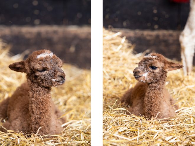Alpaka. Alpakahof Zollernalb, Alpaka Zucht, Alpakas, Alpaka Wolle, Cria, Alpaka Baby, Fohlen, Alpaka Fohlen