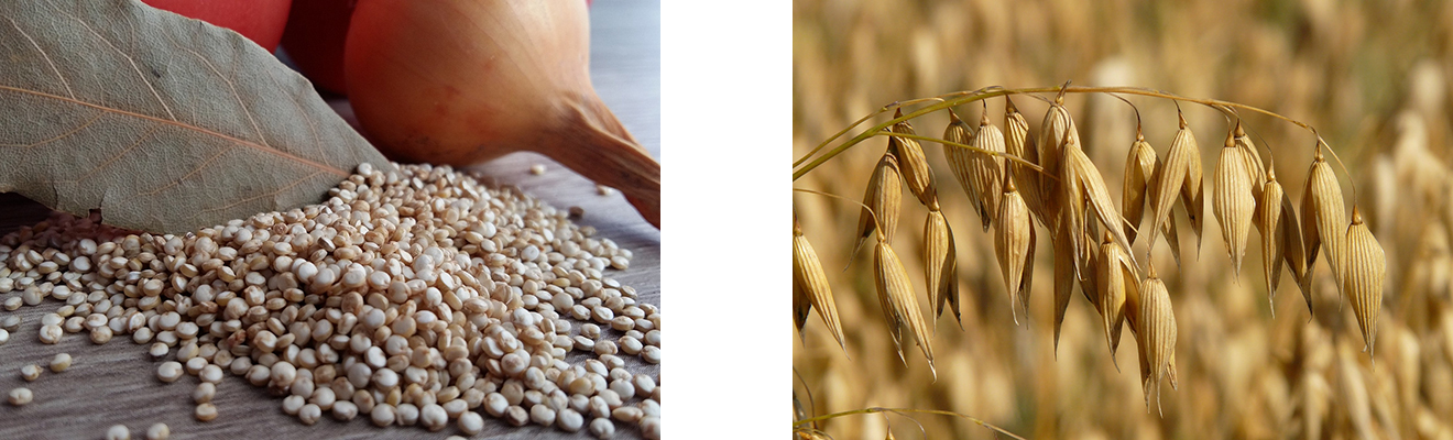Regionale Superfoods, Superfoods, heimische Superfoods, Chia, Quinoa, regionale Lebensmittel, Acai, Goji-Beeren, Weizengras, Acerola, Superfood Varianten, Wochenmarkt
