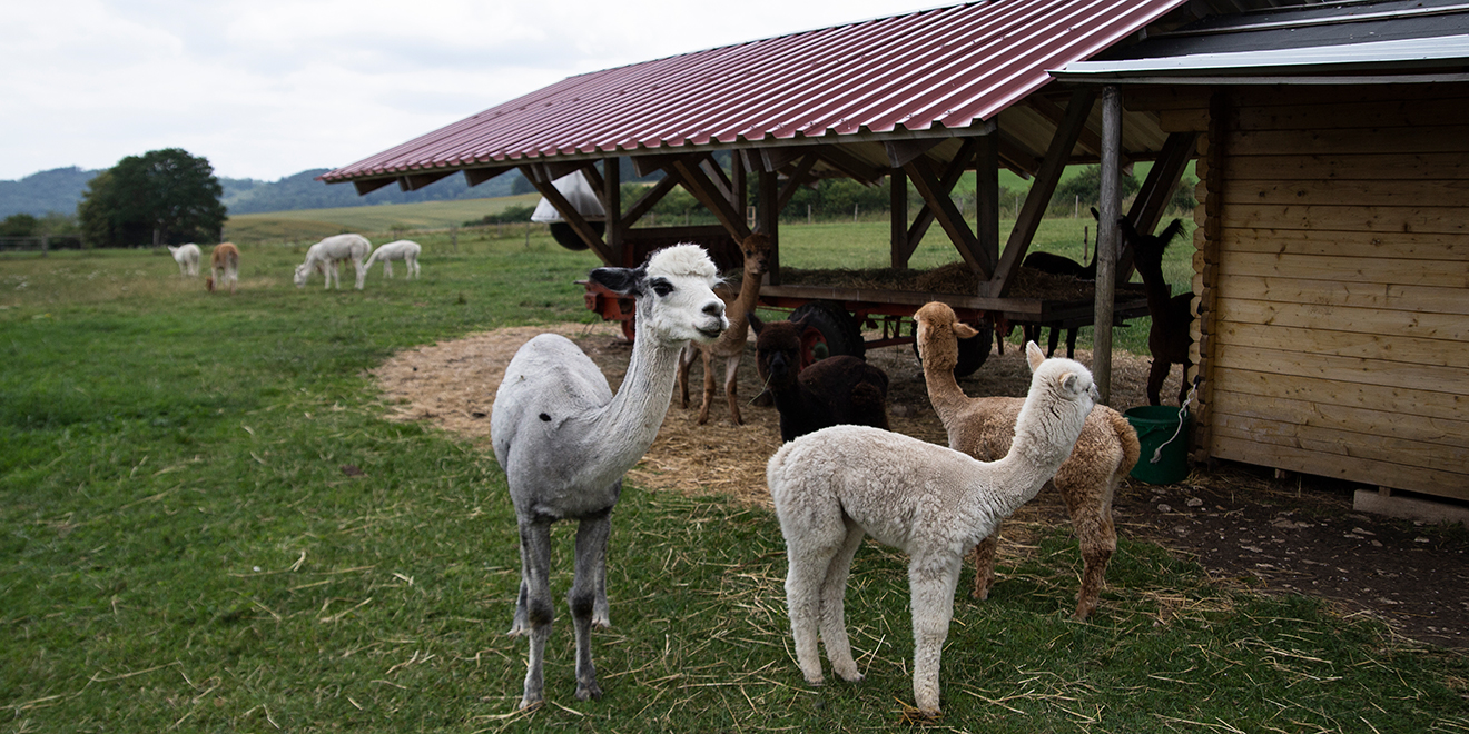 Alpaka. Alpakahof Zollernalb, Alpaka Zucht, Alpakas, Alpaka Wolle, Cria, Alpaka Baby, Fohlen, Alpaka Fohlen