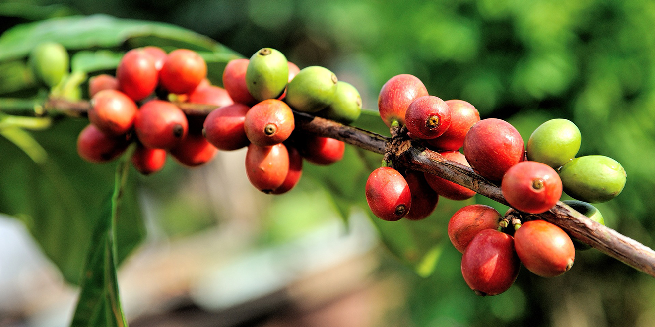 Kaffee, Tag des Kaffees, Kaffee trinken, Kaffee um die ganze Welt, Kaffee Anbau, Kaffee Ernte, Kaffee Zubereitung, Kaffee Spezialitäten, Kaffee Produktion, Kaffee Länder, Kaffeebohnen, Kaffee rösten
