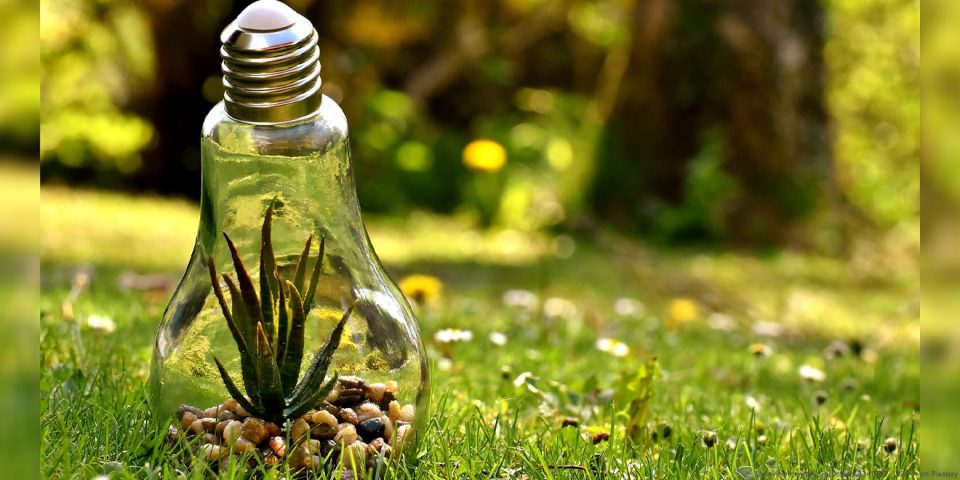Pflanze in einer Glühlampe auf einer grünen Wiese, Symbol des Ökostrom