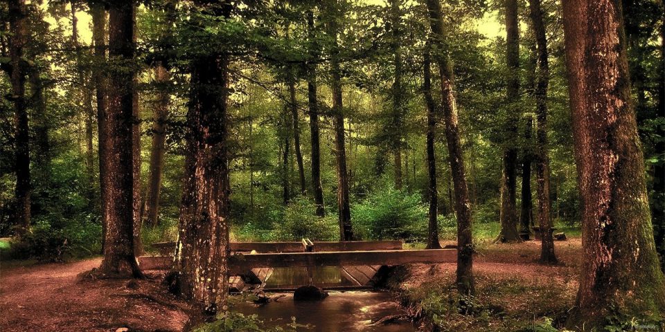 Ruhiger Wald mit Holzbrücke