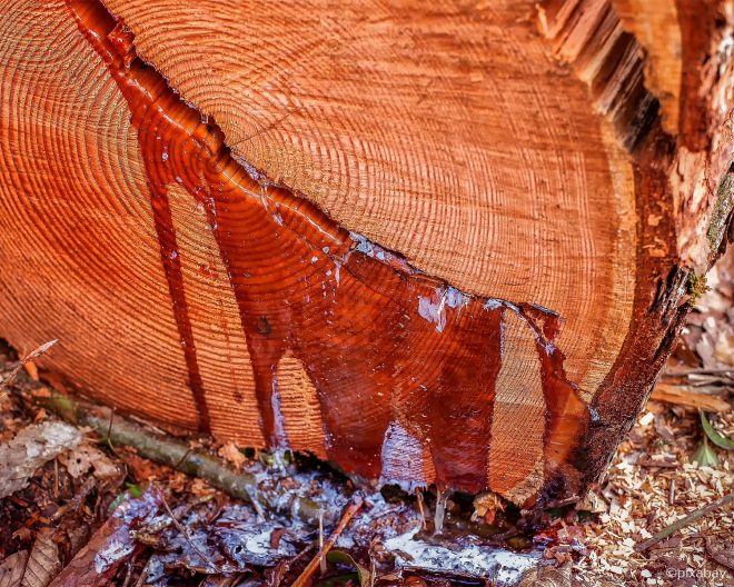 Baumharz tritt aus einem Baumstumpf aus