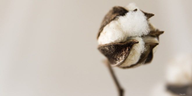 Baumwolle oder Bio-Baumwolle gehört zu den robusten Materialien. Deren Kleidung benötigt keine großartige oder aufwändige Pflege. 