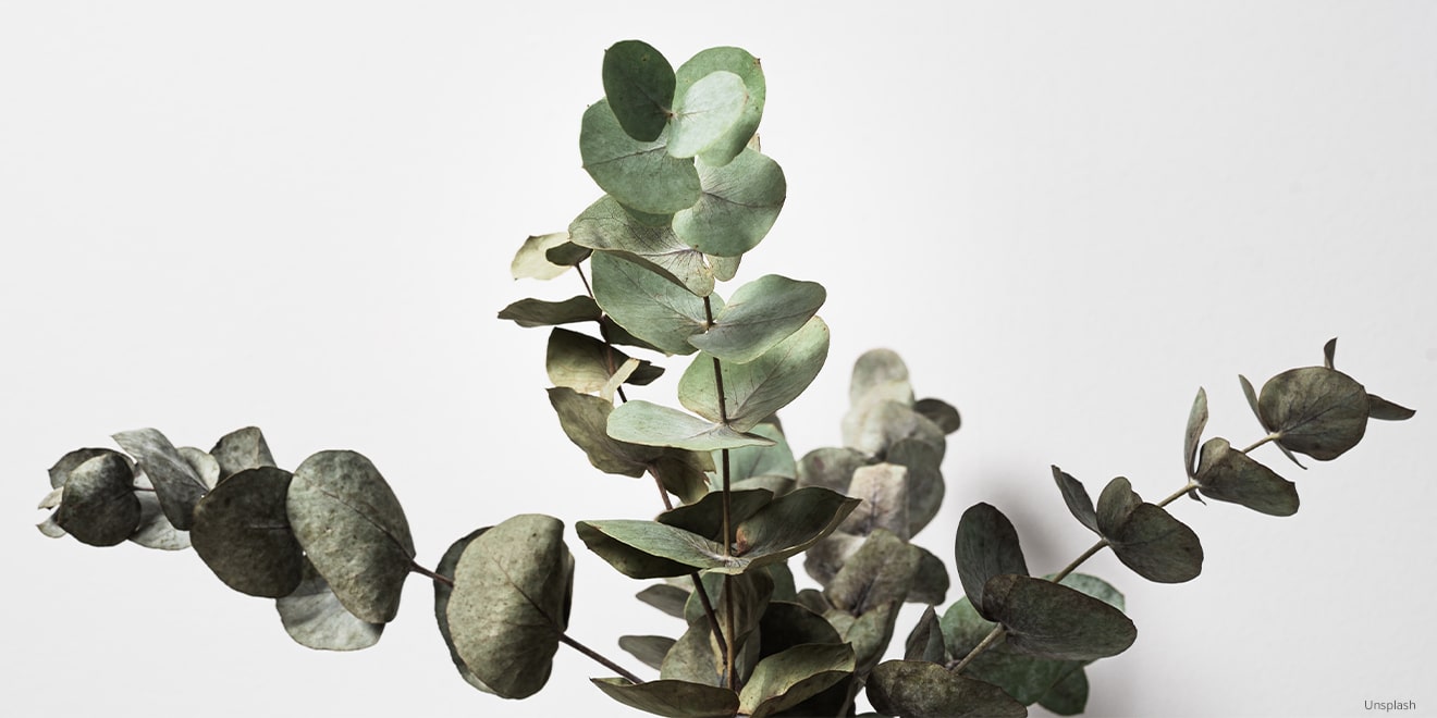 Das ist Eukalyptus. Auch er wird häufig für die Herstellung von Lyocell genutzt. 