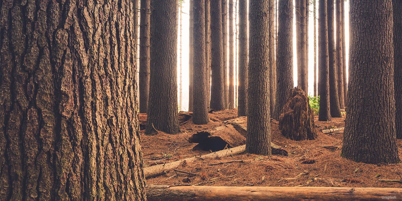 Den Stoff Loycell gewinnt man aus Zellulose, das sich bspw. in Holz befindet. 