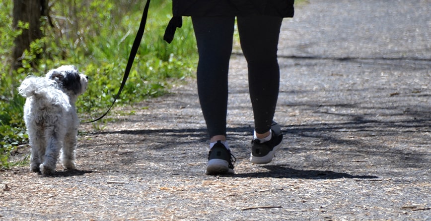 Spazierengehen ist als Hundehalter/in deutlich einfacher, da die Bewegung bereits Teil des Alltags ist. 