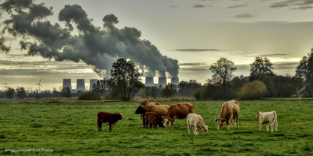 Im Hintergrund Atomkraftwerke, während im Vordergrund Kühe auf einer grünen Weide grasen. 