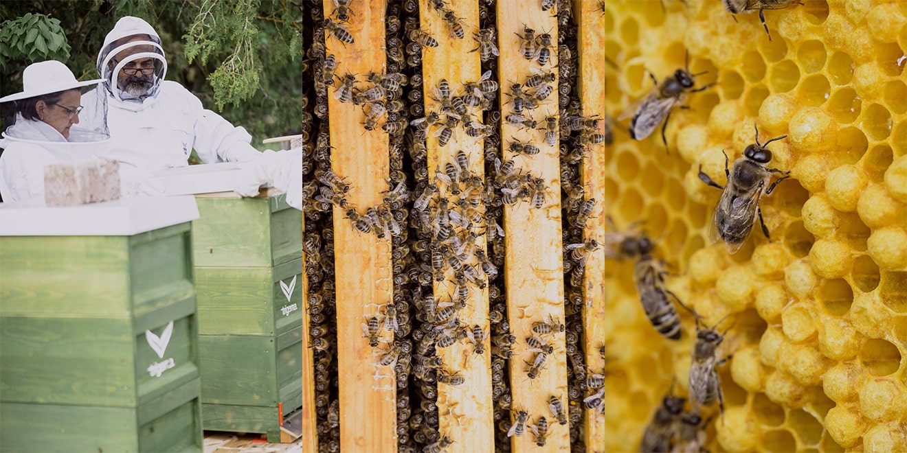 TRIGEMA Bienen bei ihrer ersten Honig Produktion